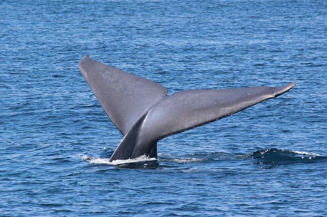 The return of whale populations to near 19th century numbers is one many reasons to be thankful for environmental progress.