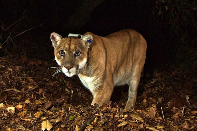 Mountain lions roaming through Los Angeles’ Santa Monica Mountains are among the dozens of species that UCLA's Robert Wayne studies with DNA and genomic testing, in collaboration with the National Park Service.