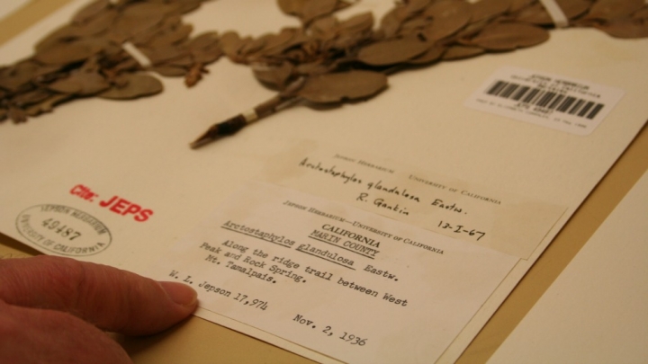 A manzanita specimen from 1936 housed at the University and Jepson Herbaria at the University of California, Berkeley.